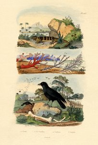 サンゴ、1833-39 作： French School